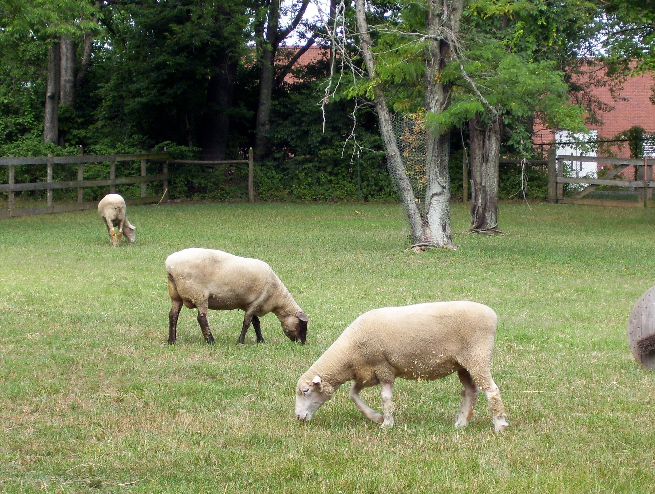 sheep grazing in a field