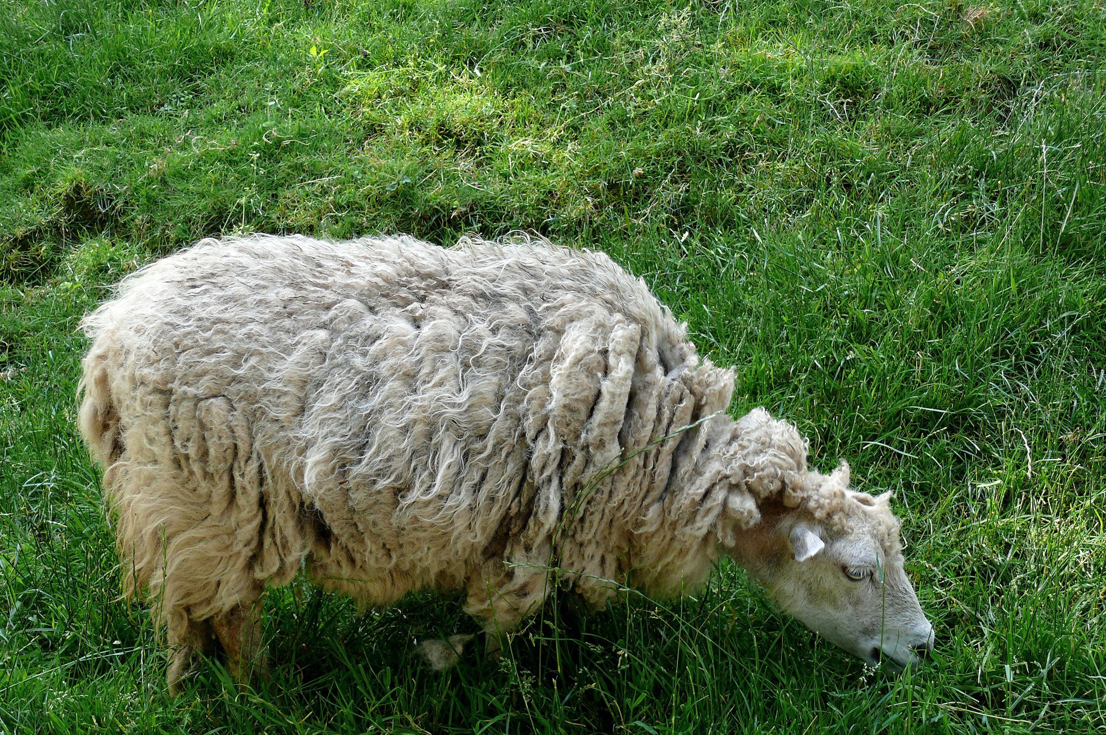 sheep grazing in a field