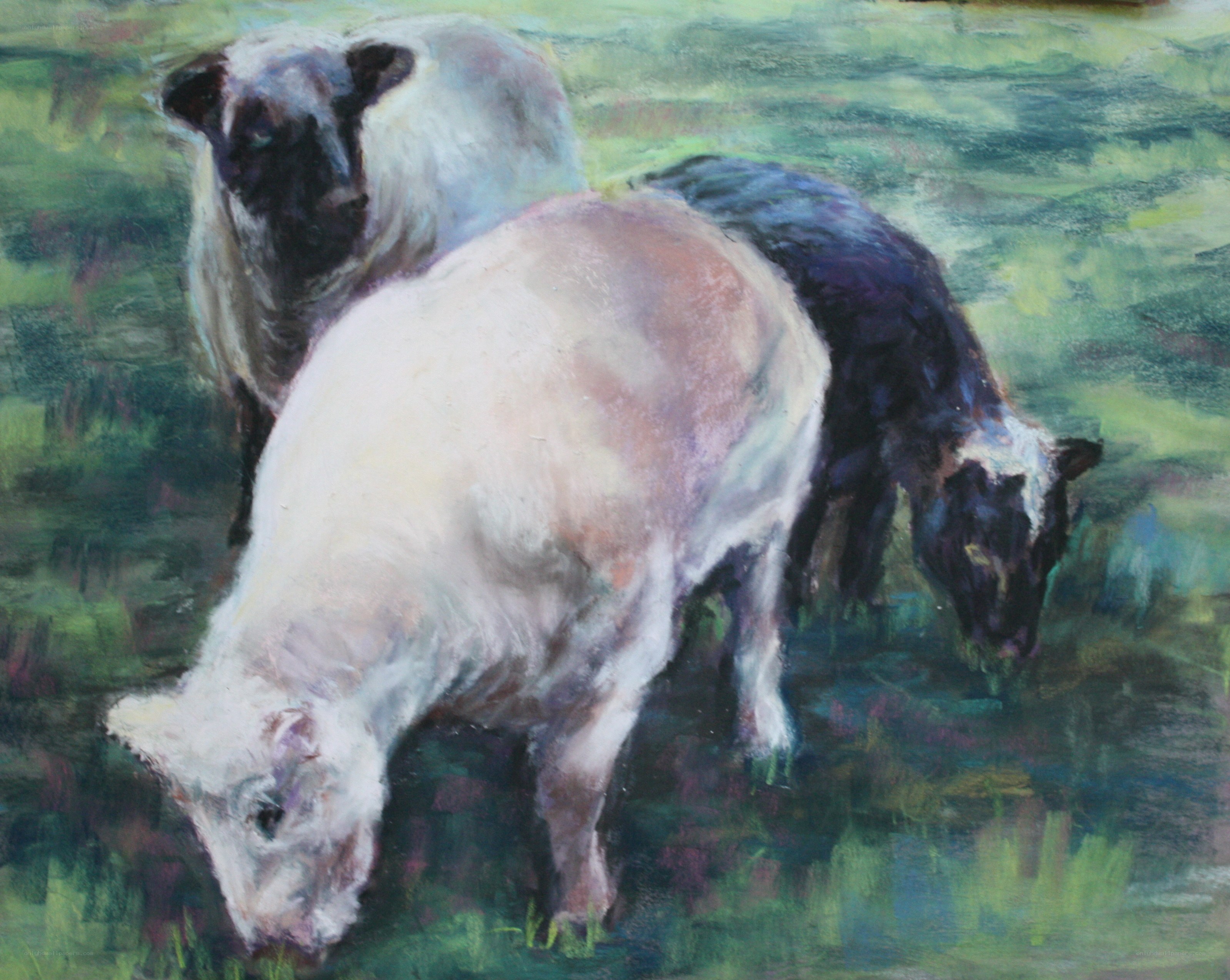 Sheep grazing in a field