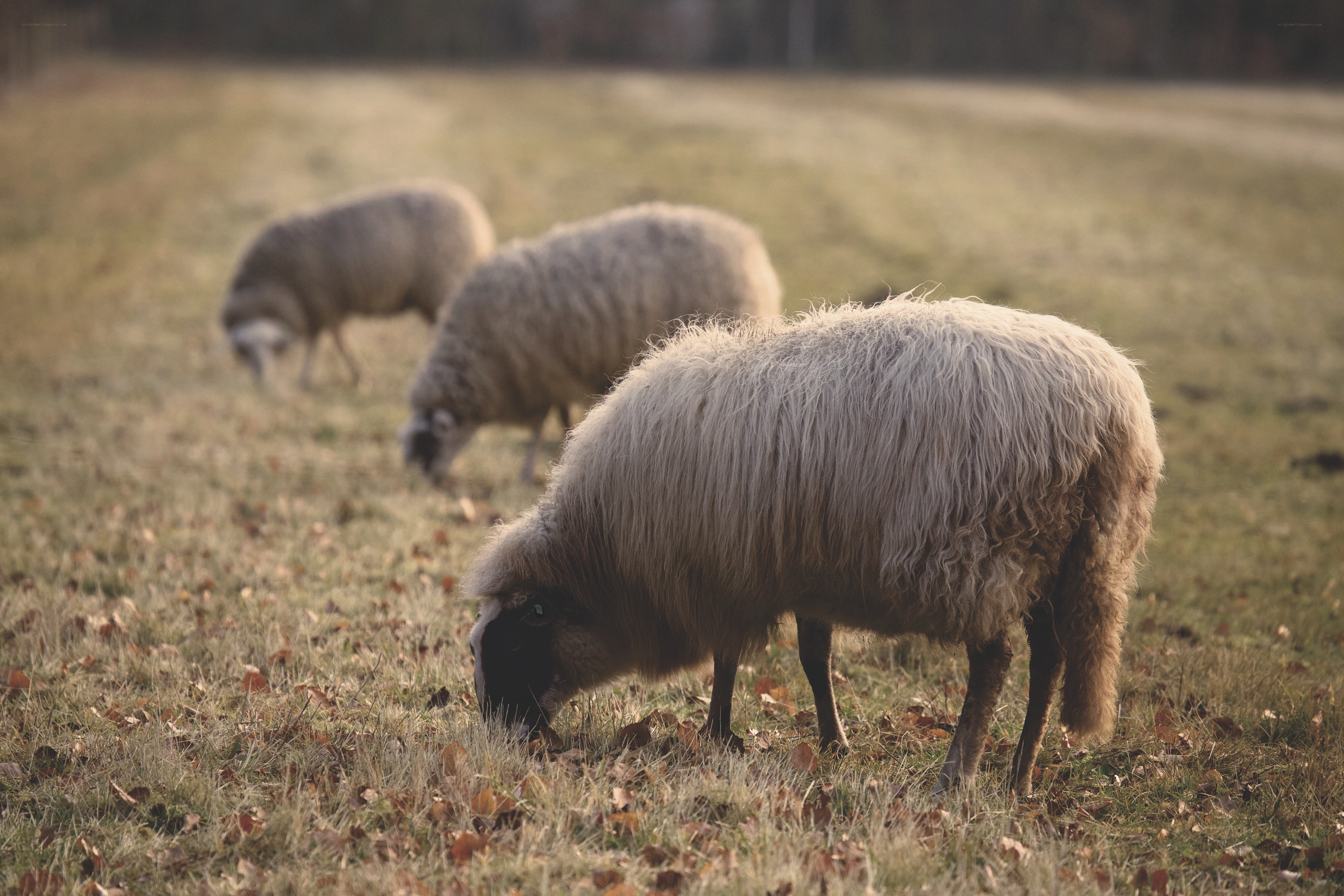 Sheep grazing in a field