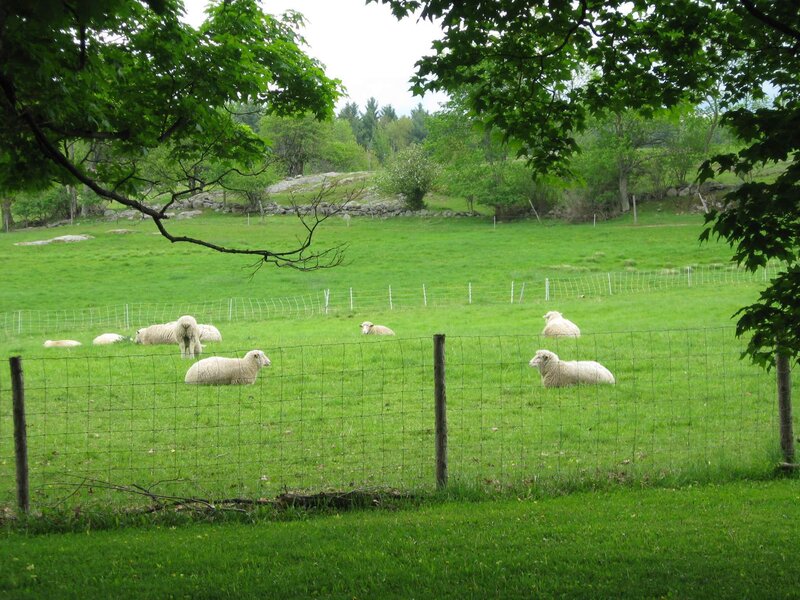Sheep grazing in a green field