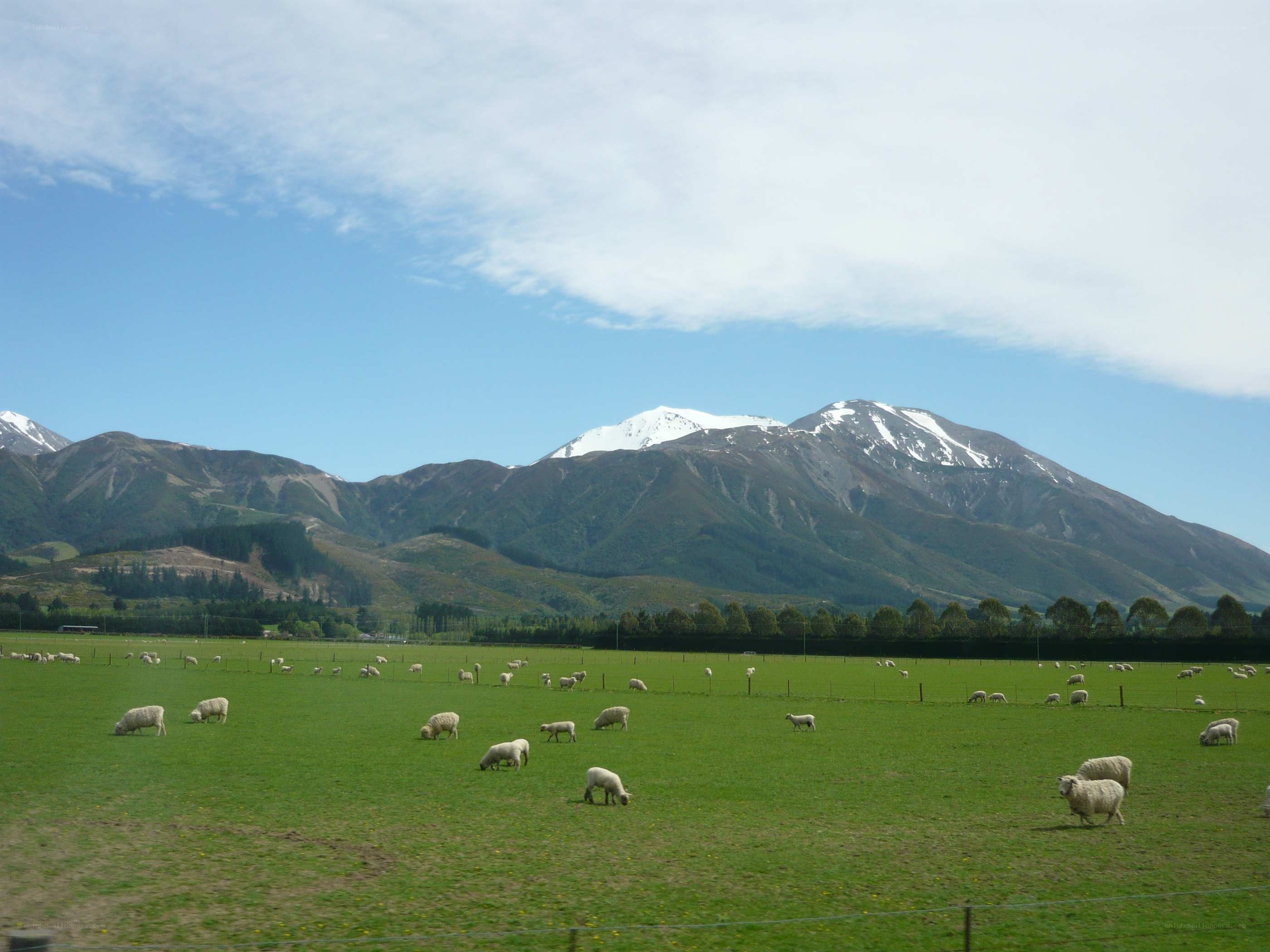Sheep grazing in a green field