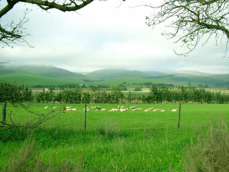 Sheep grazing in a green field