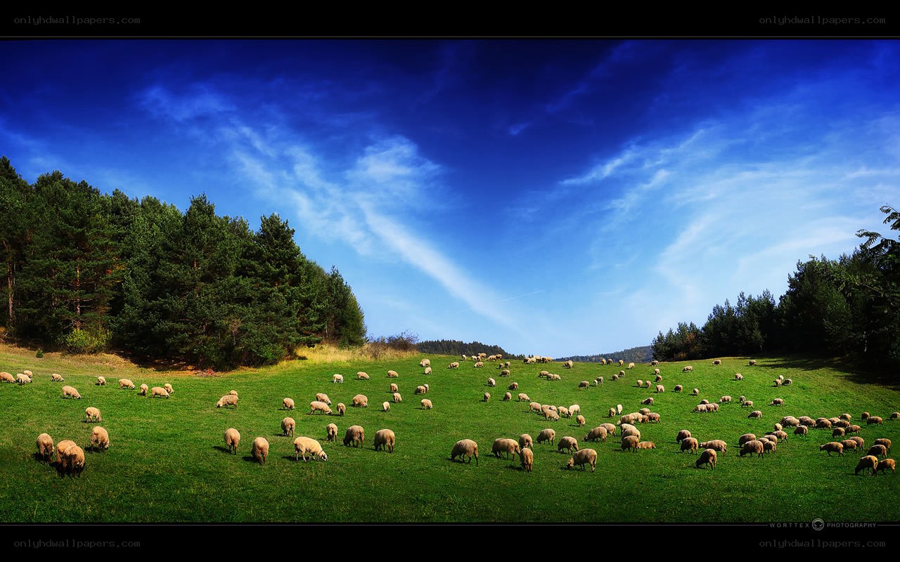Sheep grazing in a green field