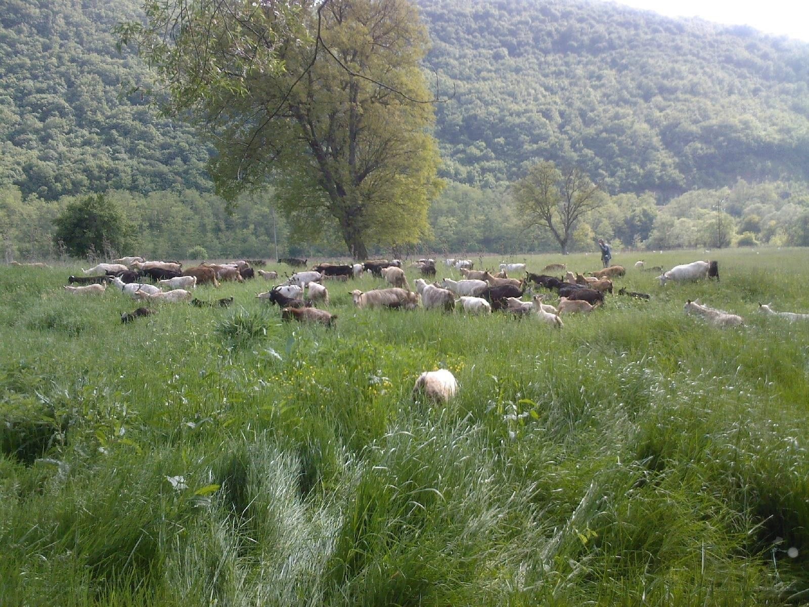 Sheep grazing in a green field