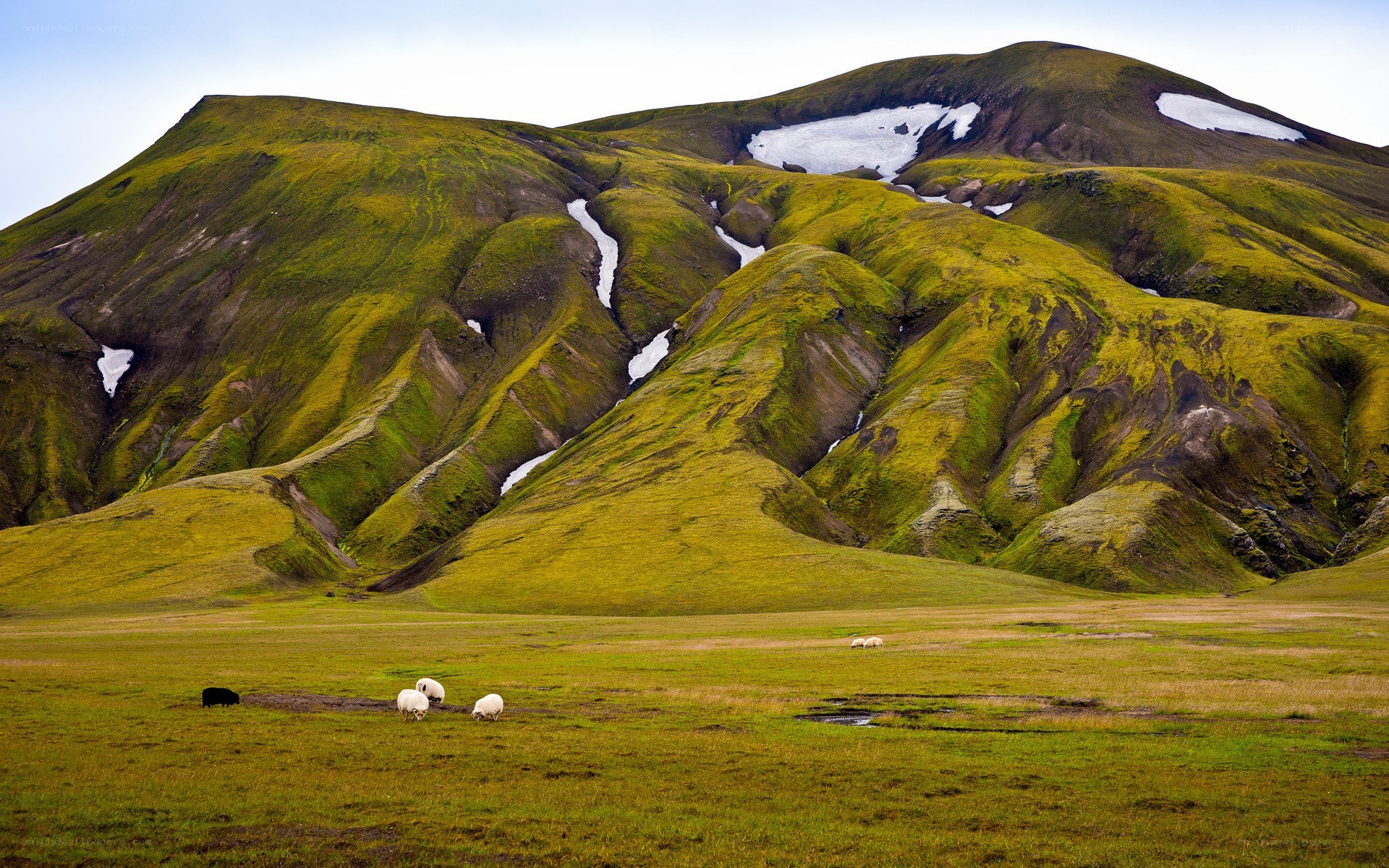 Sheep grazing in a green valley