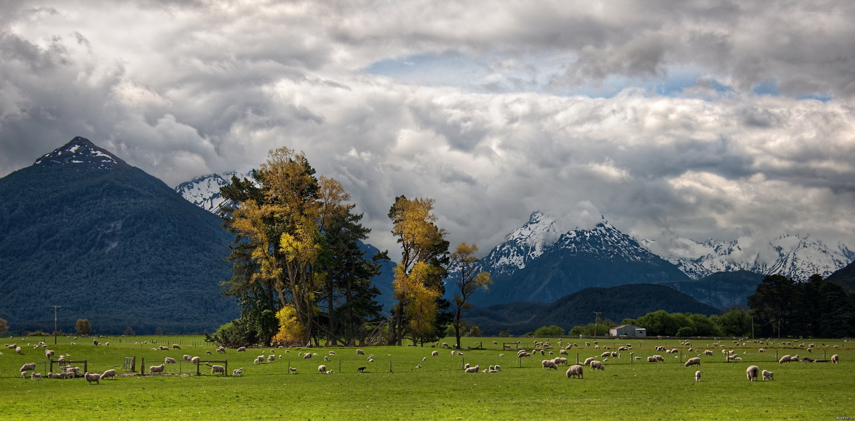 Sheep grazing in a mountain valley