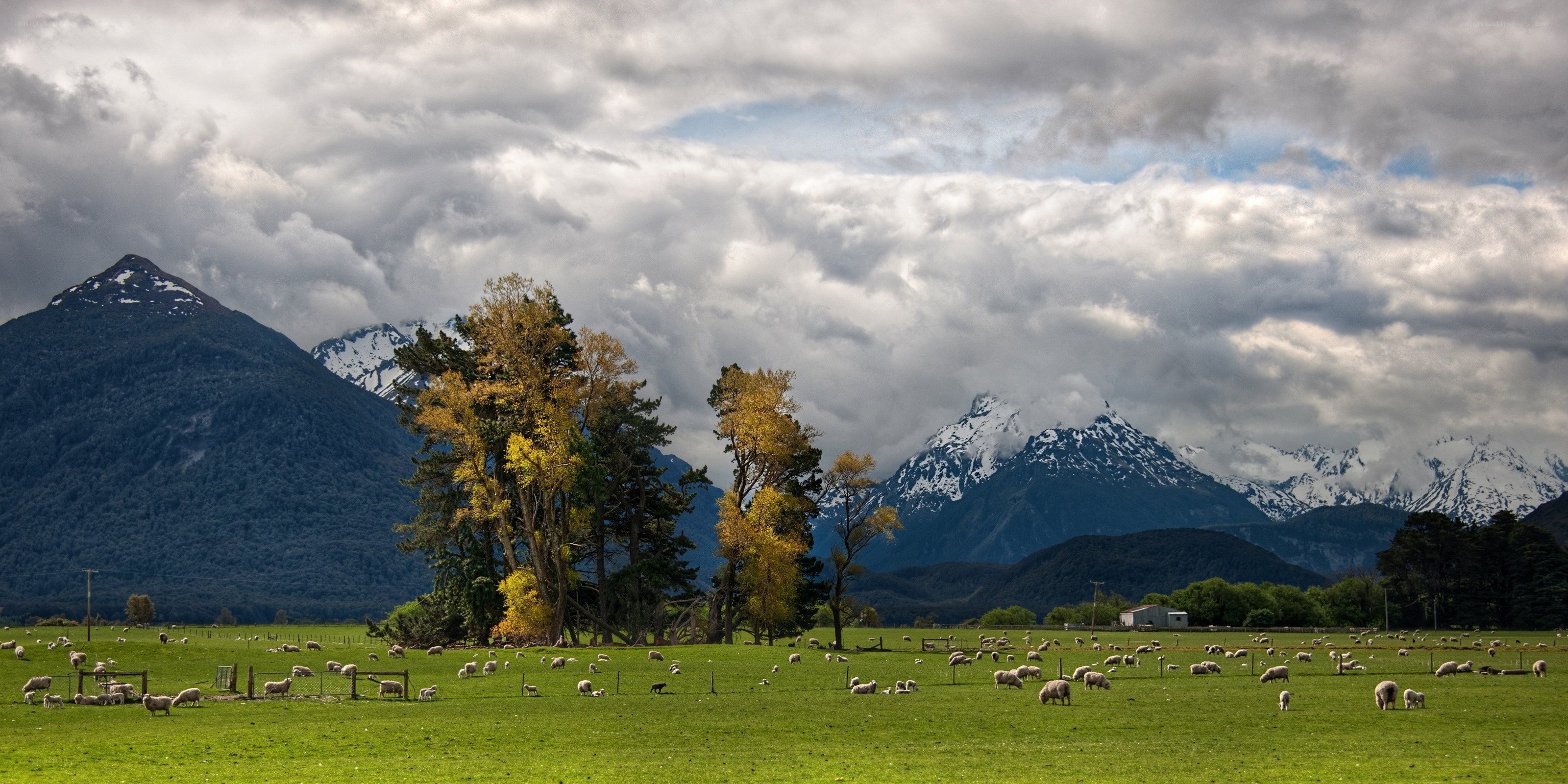 Sheep grazing in a mountain valley