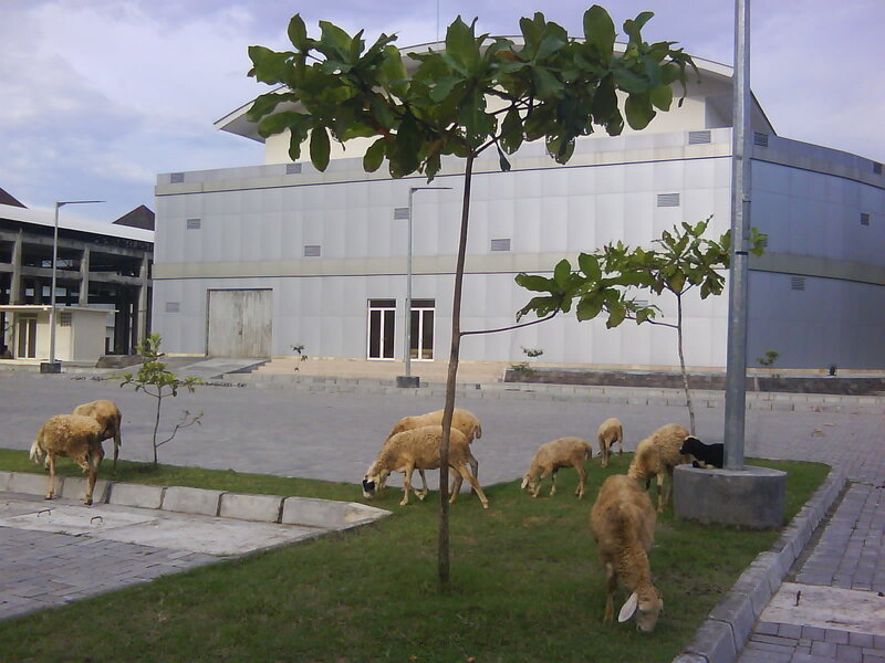 Sheep grazing in a plaza