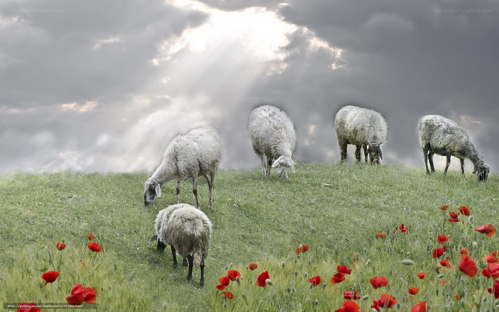 Sheep grazing in a poppy field