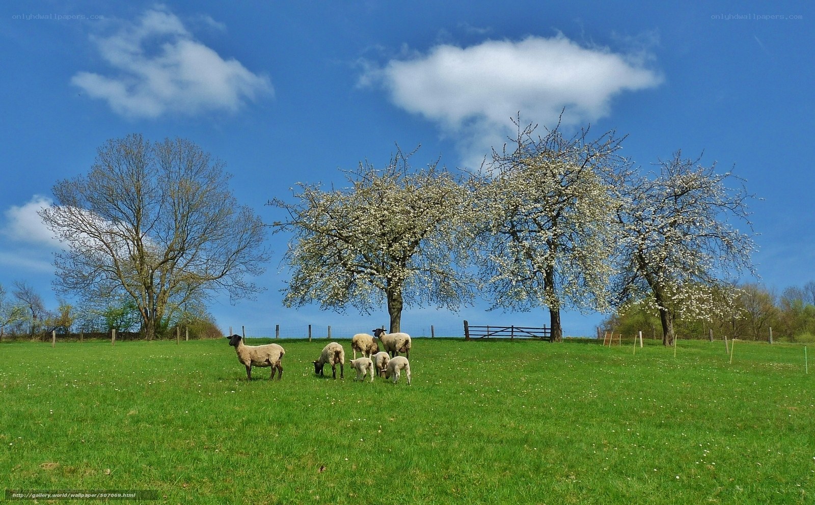 Sheep grazing in a spring field