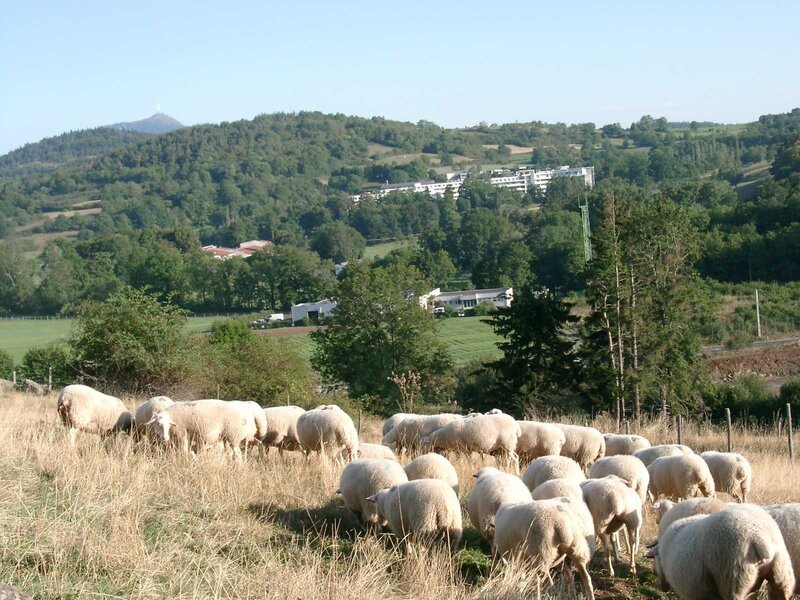 Sheep grazing in a valley