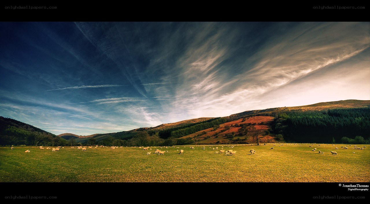 Sheep grazing in a valley