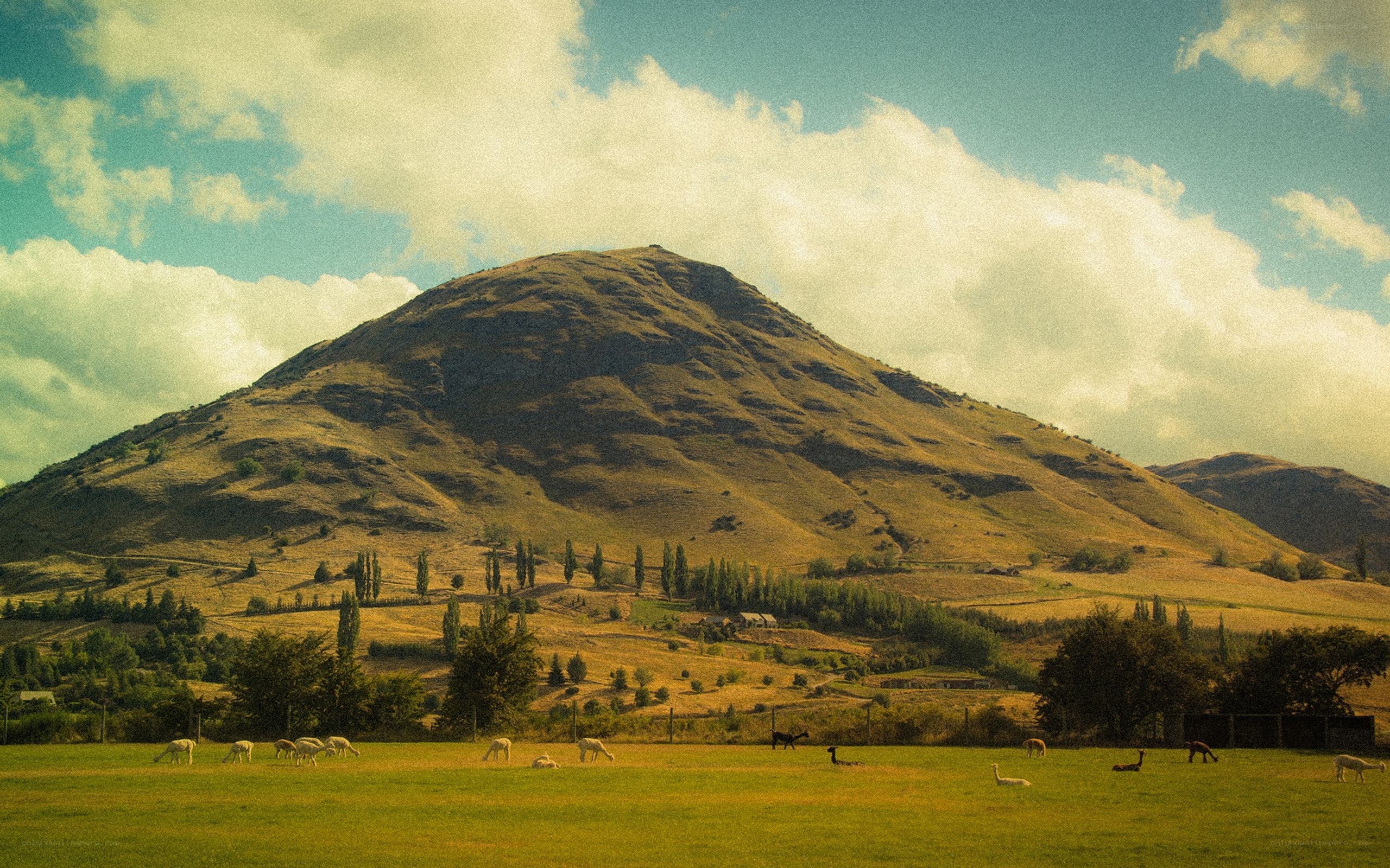 Sheep grazing in a valley