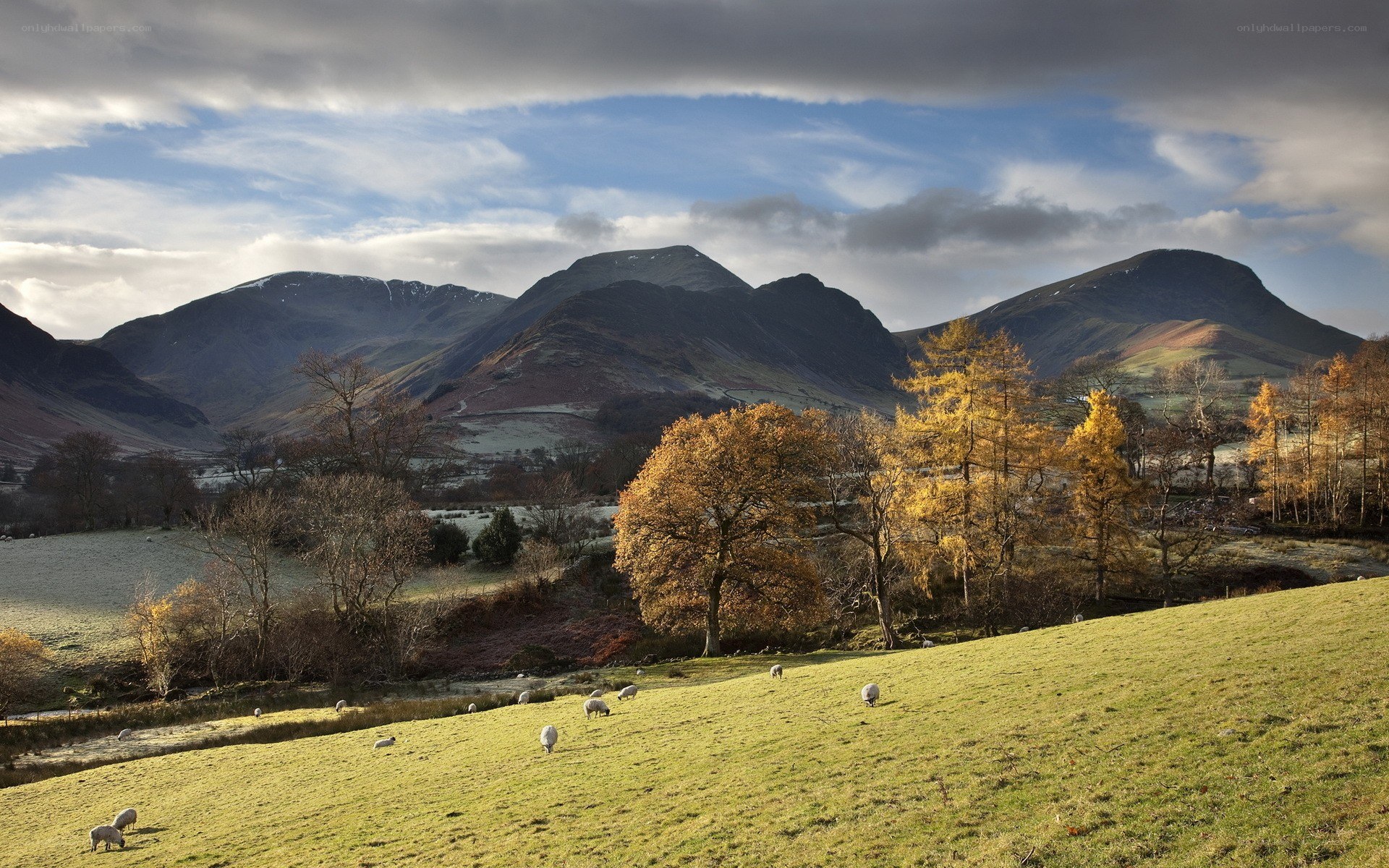 Sheep grazing in a valley