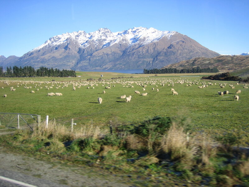 Sheep grazing in a valley