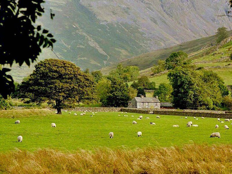 Sheep grazing in a valley