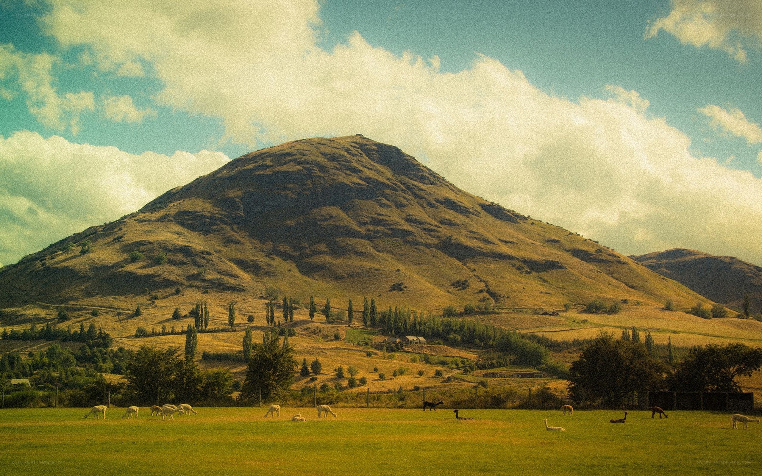 Sheep grazing in a valley