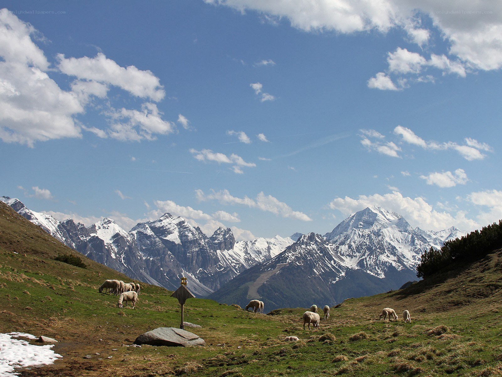 Sheep grazing in alpine meadow