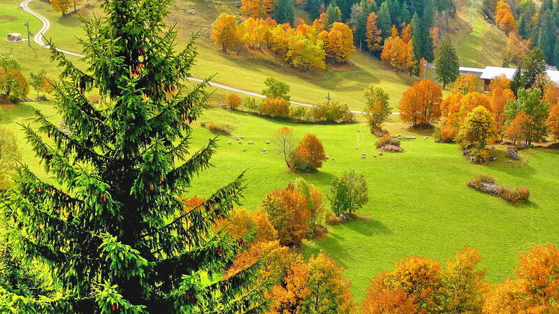 Sheep Grazing in Autumn Field
