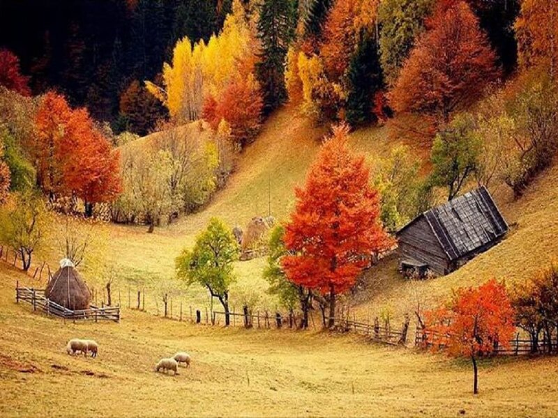 Sheep Grazing in Autumn — Orange