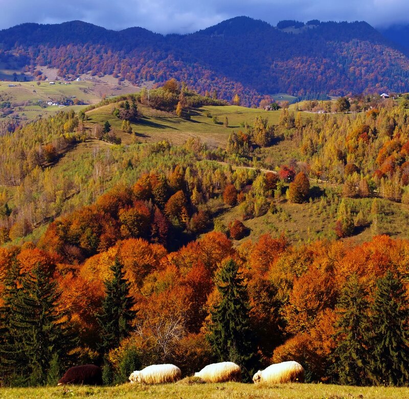 Sheep Grazing in Autumn