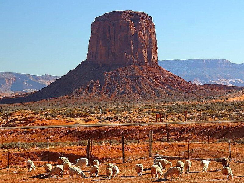 Sheep Grazing in Desert — Red