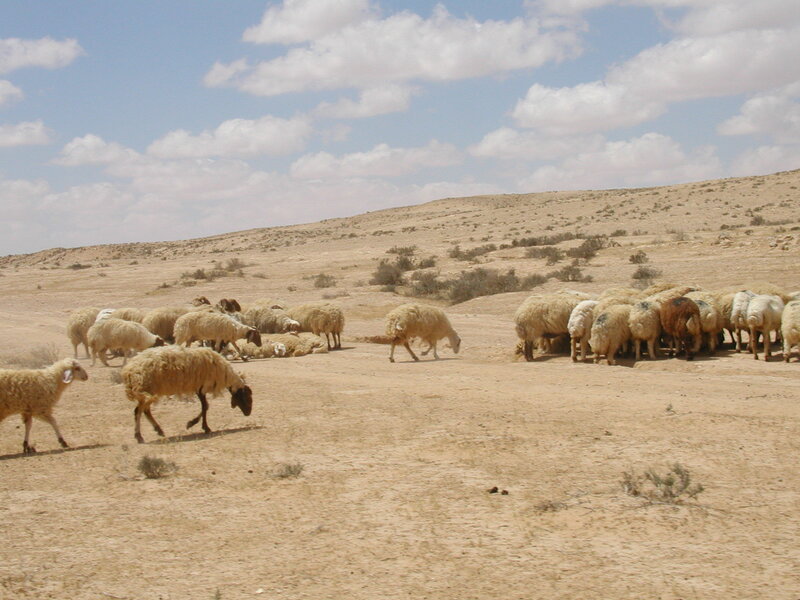 Sheep grazing in desert