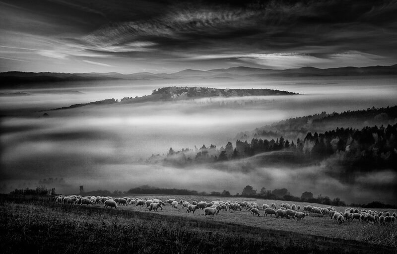 Sheep Grazing in Field — Black