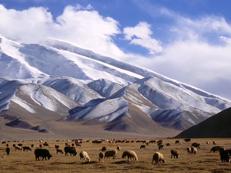 Sheep Grazing in Field — Blue, Serene, Afternoon