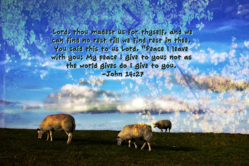Sheep Grazing in Field — Blue