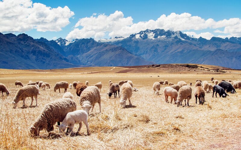 Sheep Grazing in Field — Brown, Serene