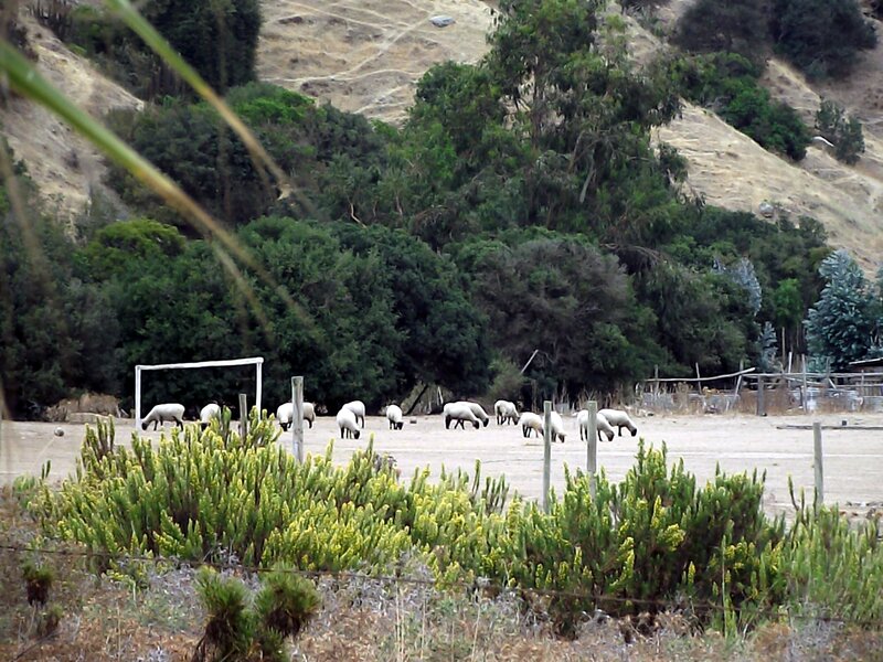 Sheep Grazing in Field — Green, Calm