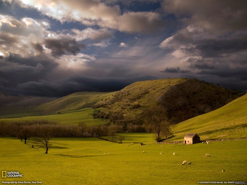 Sheep Grazing in Field — Green, Dramatic, Afternoon, Photograph