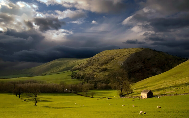 Sheep Grazing in Field — Green, Dramatic, Afternoon