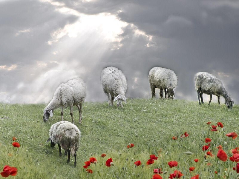 Sheep Grazing in Field — Green, Dramatic
