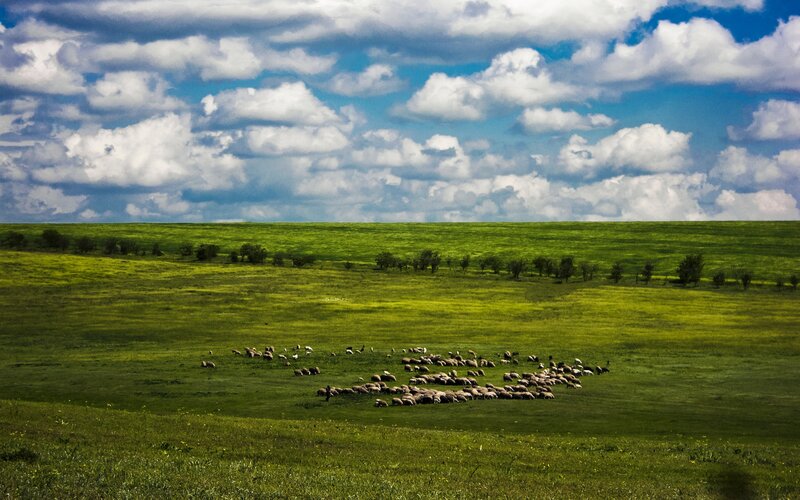 Sheep Grazing in Field — Green, Serene, Afternoon, Photograph, Clouds