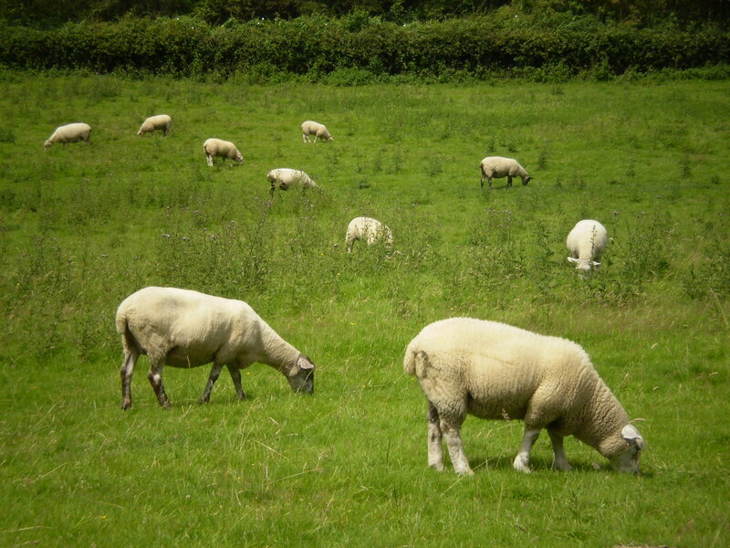Sheep Grazing in Field — Green, Serene, Afternoon, Photograph, Grass