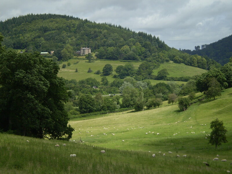 Sheep Grazing in Field — Green, Serene, Afternoon, Photograph, Hills