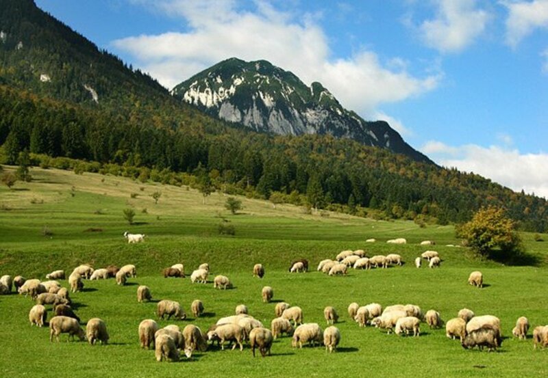 Sheep Grazing in Field — Green, Serene, Afternoon, Photograph, Mountain