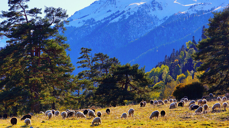 Sheep Grazing in Field — Green, Serene, Afternoon, Photograph, Mountains