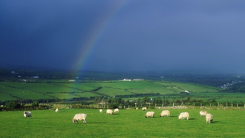 Sheep Grazing in Field — Green, Serene, Afternoon, Photograph, Rainbow