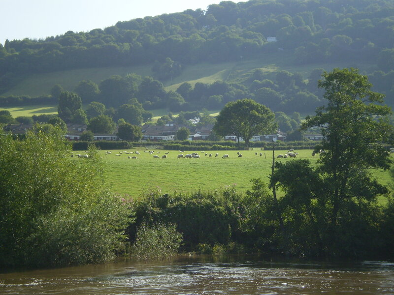 Sheep Grazing in Field — Green, Serene, Afternoon, Photograph, River