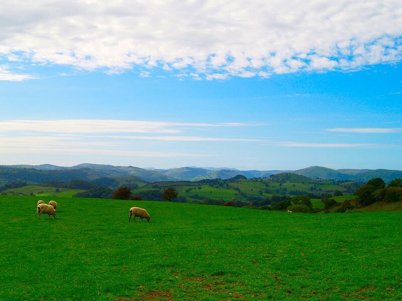 Sheep Grazing in Field — Green, Serene, Afternoon, Photograph