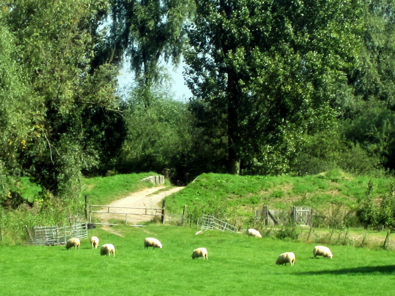 Sheep Grazing in Field — Green, Serene, Afternoon, Photograph, Trees, Path