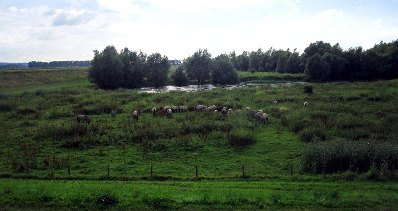Sheep Grazing in Field — Green, Serene, Afternoon, Photograph, Trees, River