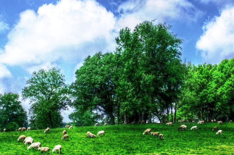 Sheep Grazing in Field — Green, Serene, Afternoon, Photograph, Trees, Sky