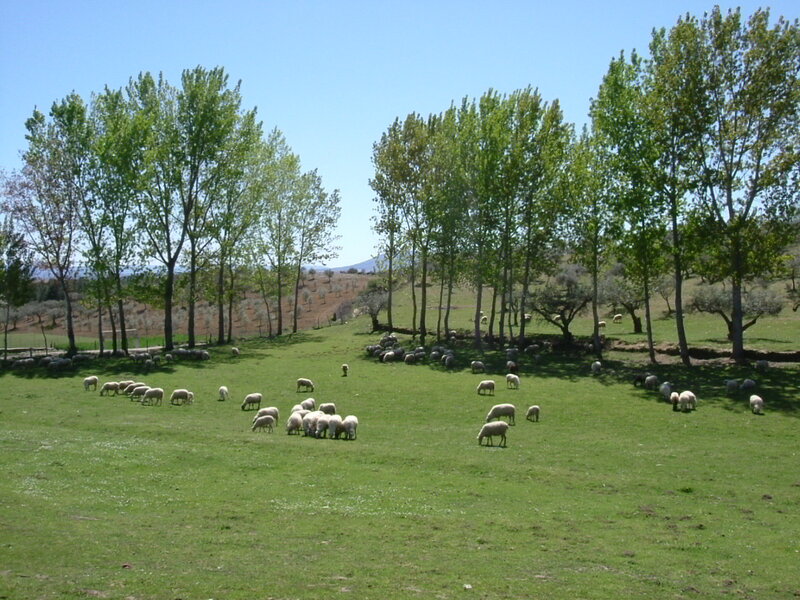 Sheep Grazing in Field — Green, Serene, Afternoon, Photograph, Trees