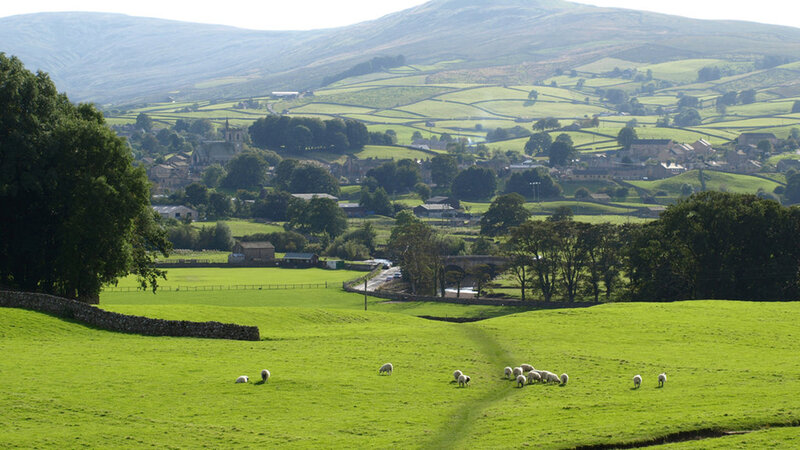 Sheep Grazing in Field — Green, Serene, Afternoon