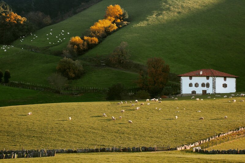 Sheep Grazing in Field — Green, Serene, Autumn, Photograph